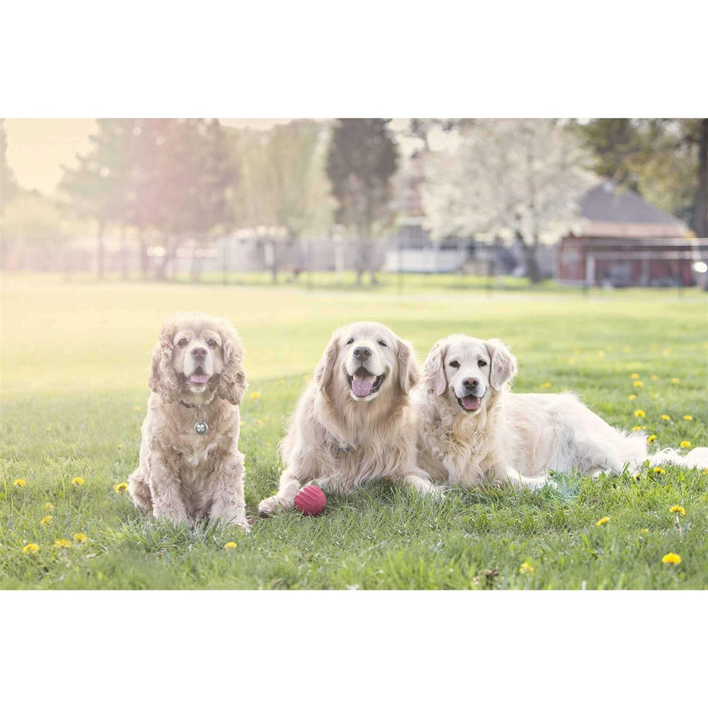 Pet Supplies G76310