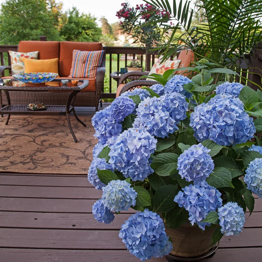 Pink or Blue Hydrangea Deciduous Shrub Live Plant A557417