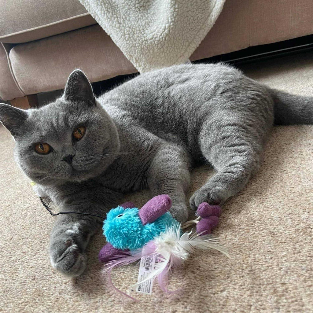 Cat Toy I60997