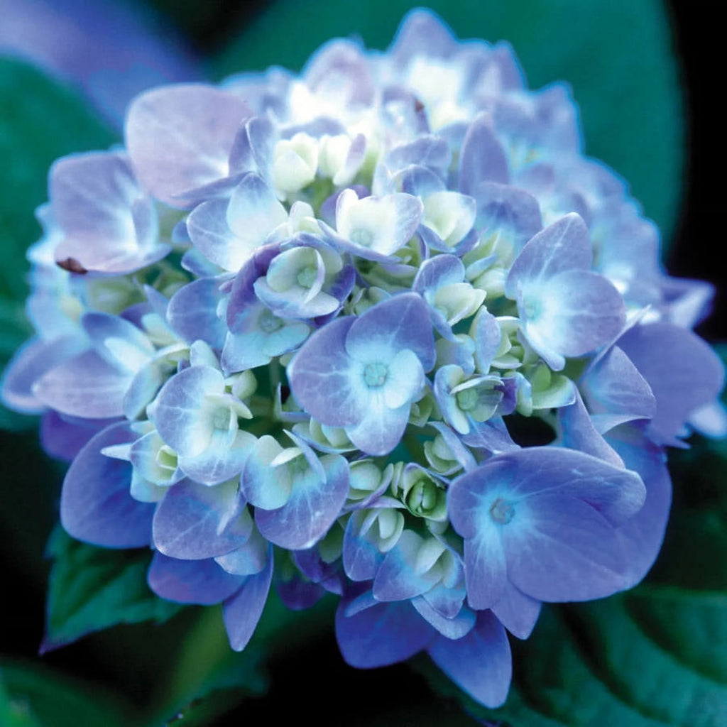 Pink or Blue Hydrangea Deciduous Shrub Live Plant A557417
