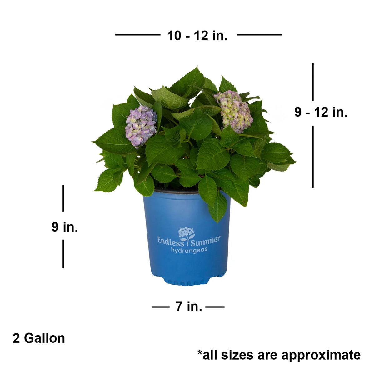 Pink or Blue Hydrangea Deciduous Shrub Live Plant A557417