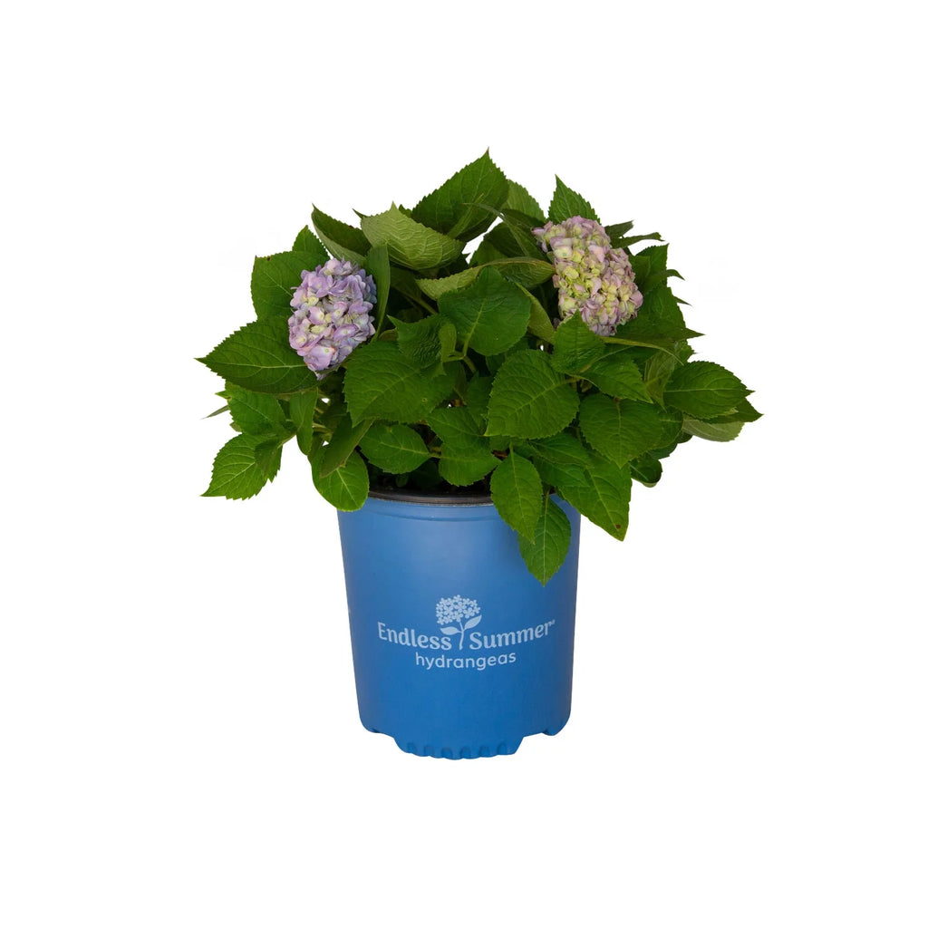 Pink or Blue Hydrangea Deciduous Shrub Live Plant A557417