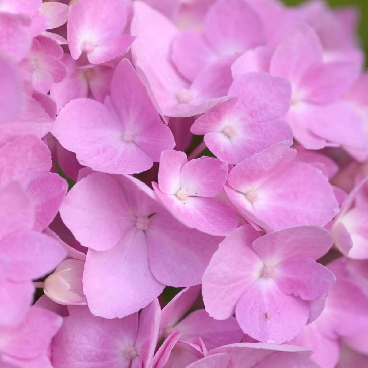 Pink or Blue Hydrangea Deciduous Shrub Live Plant A557417
