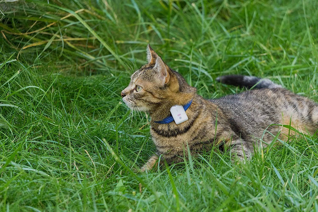 Pet Safety Tracker RF Technology Dog and Cat R106430