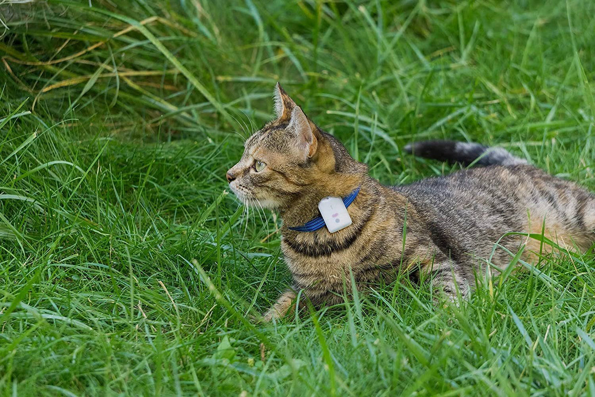 Pet Safety Tracker RF Technology Dog and Cat R106430