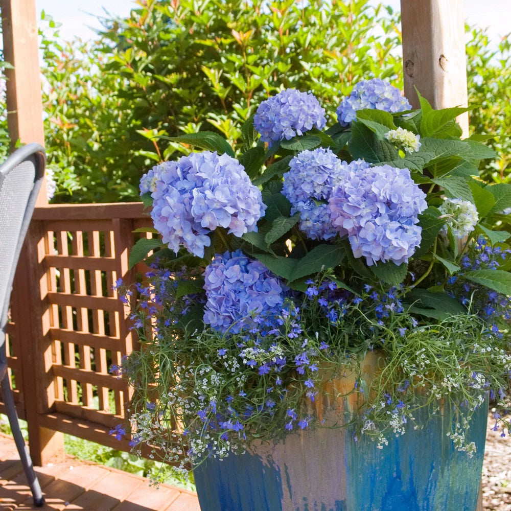 Pink or Blue Hydrangea Deciduous Shrub Live Plant A557417