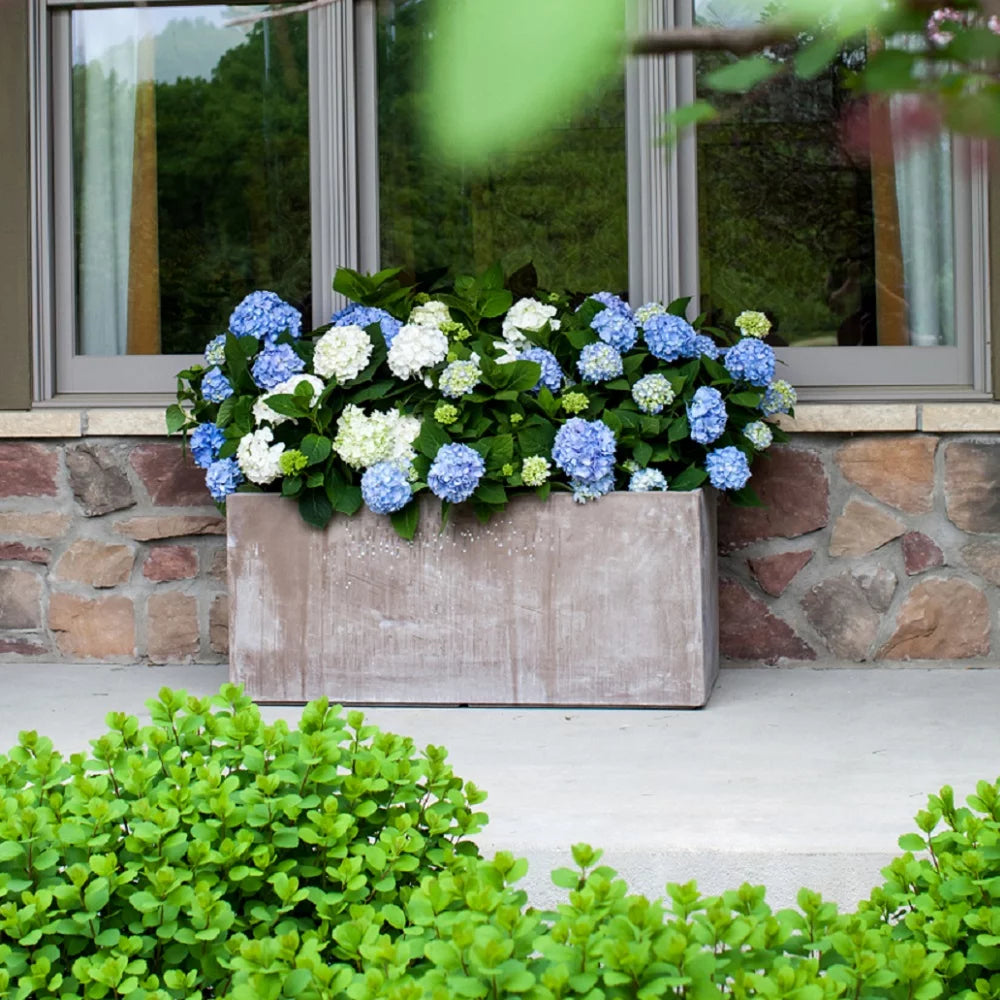 Pink or Blue Hydrangea Deciduous Shrub Live Plant A557417
