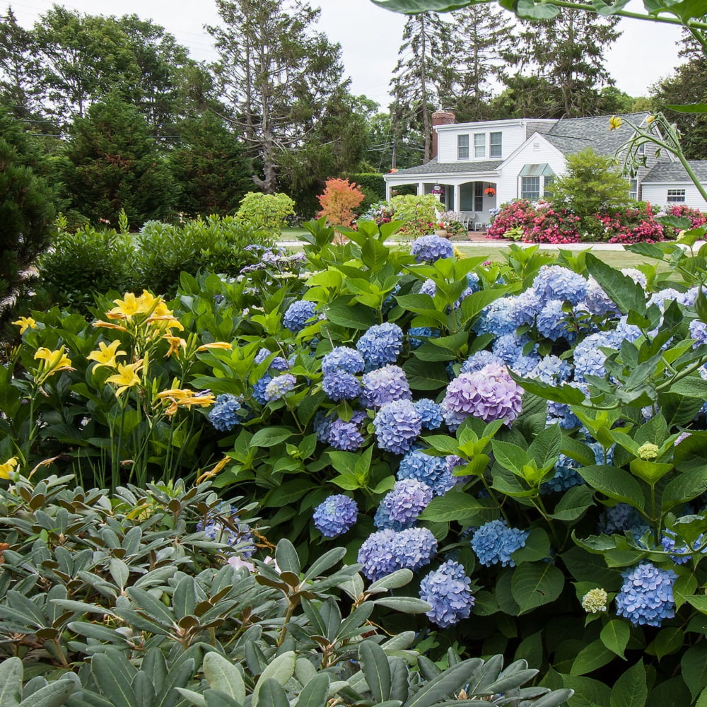 Pink or Blue Hydrangea Deciduous Shrub Live Plant A557417