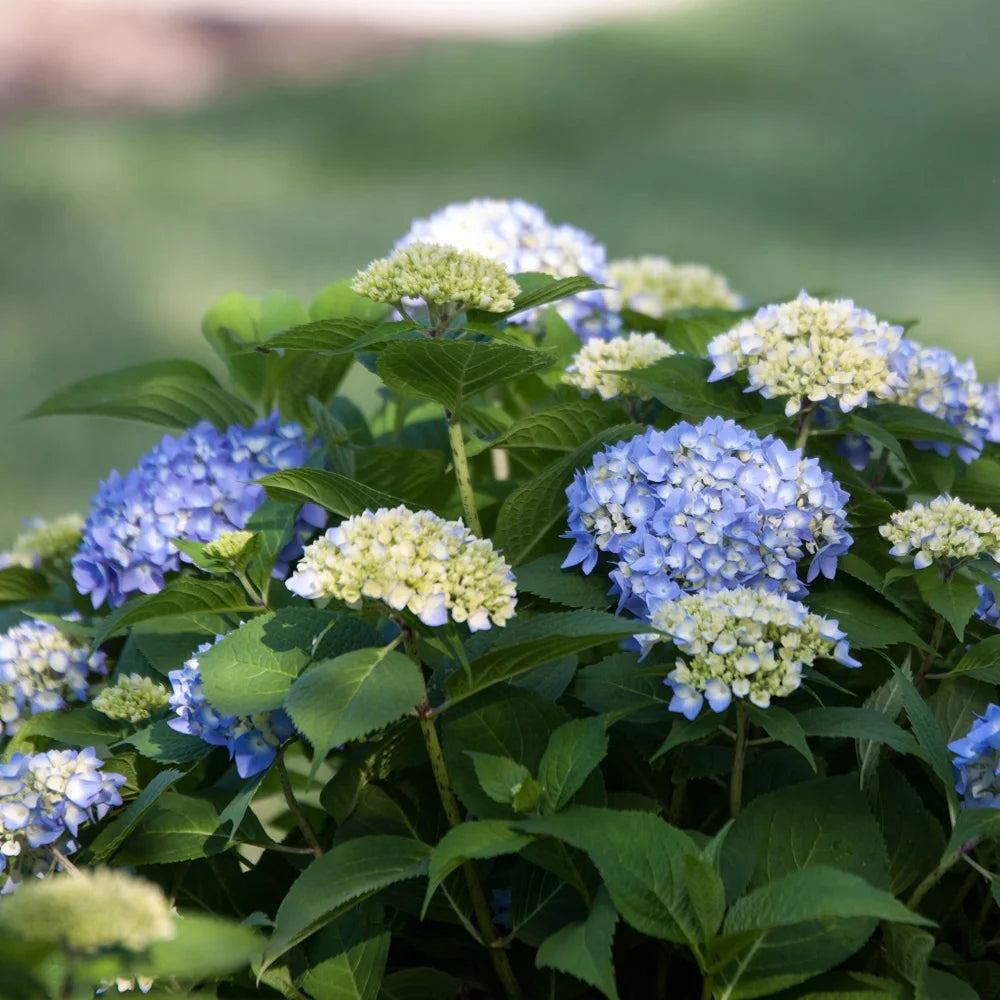 Pink or Blue Hydrangea Deciduous Shrub Live Plant A557417