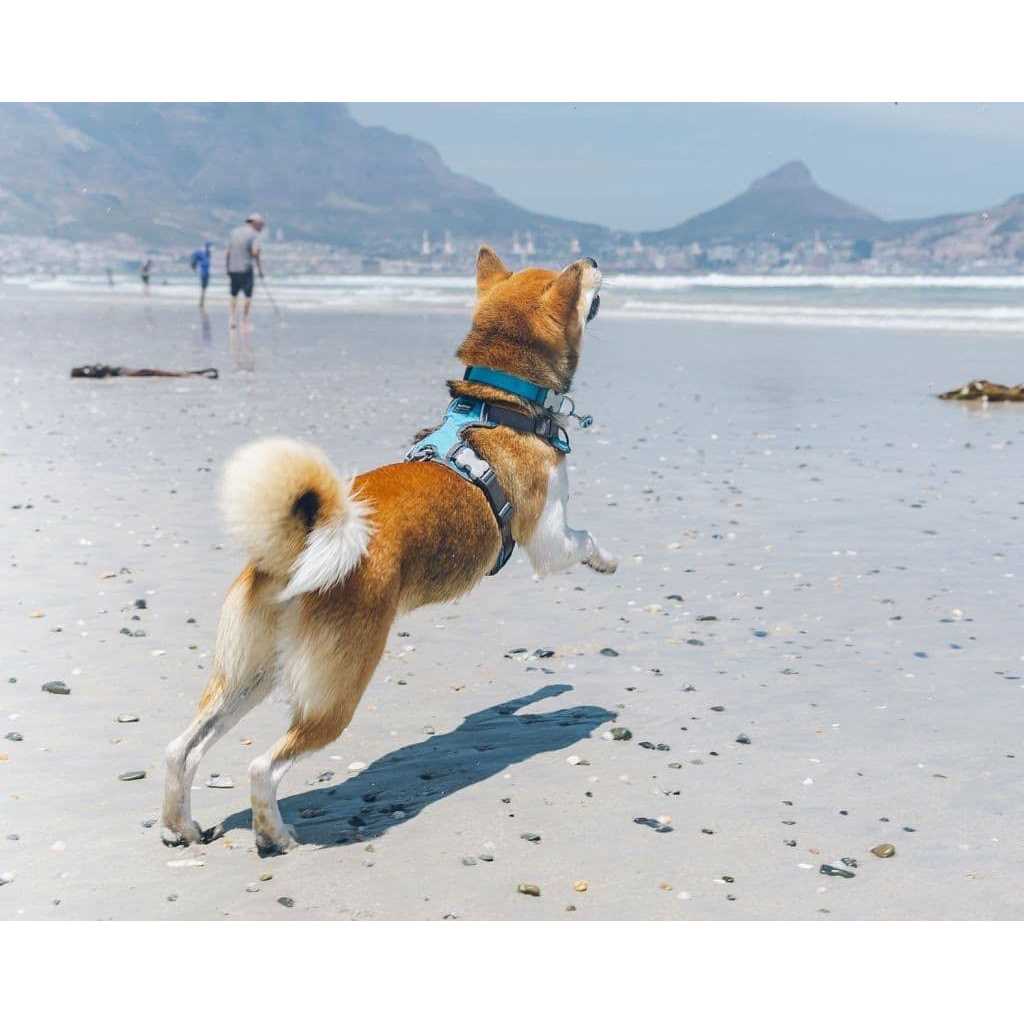 Padded Dog Harness J285