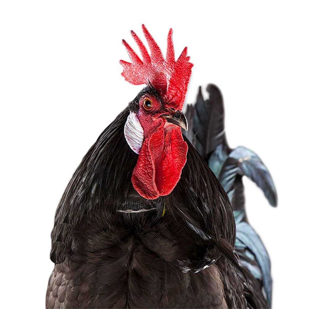 No-Crow Rooster Collar Q679