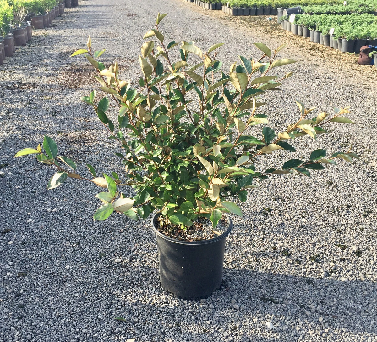 Elaeagnus X Ebbingei 2.5 Gallon A868