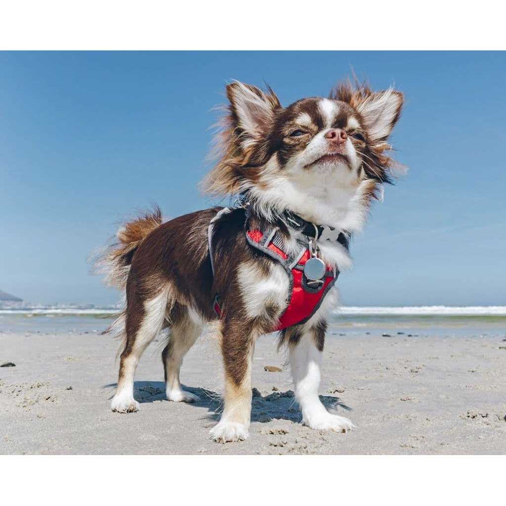 Padded Dog Harness J285