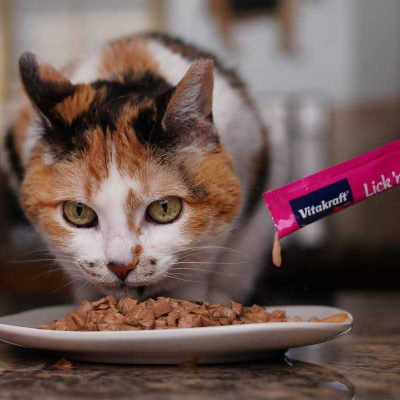 Cat Treat X4785