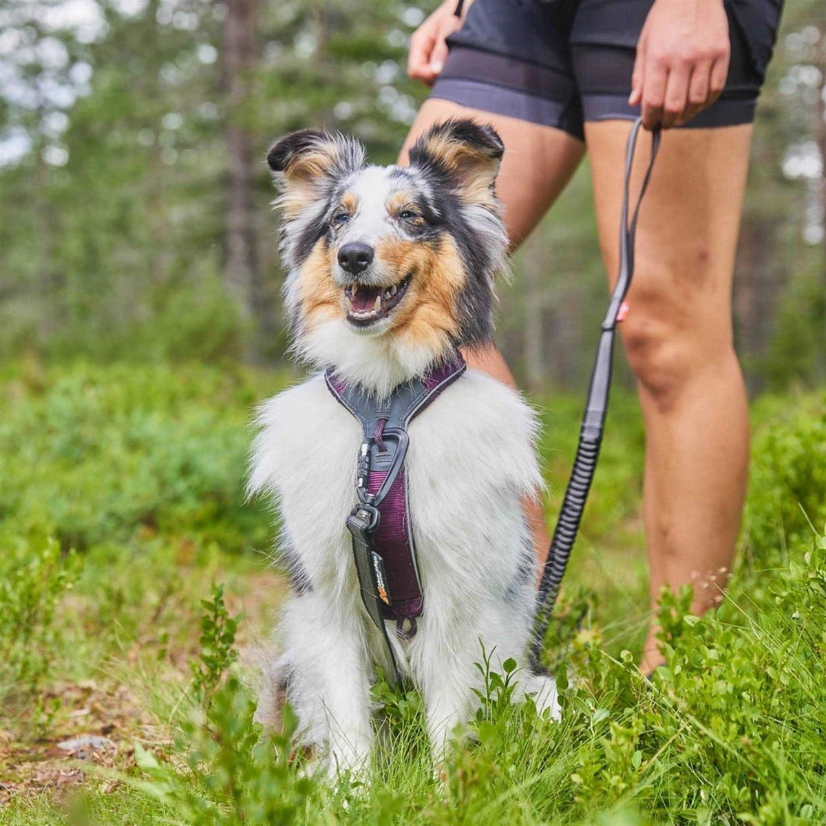 Dog Harness E77828