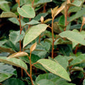 Elaeagnus X Ebbingei 2.5 Gallon A868