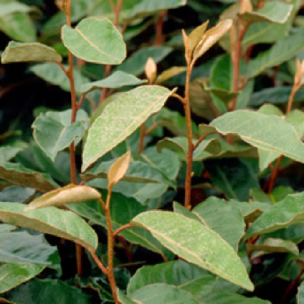 Elaeagnus X Ebbingei 2.5 Gallon A868