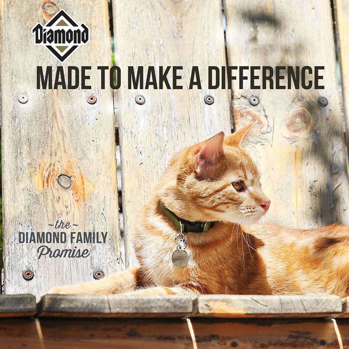 Dry Cat Food M613240
