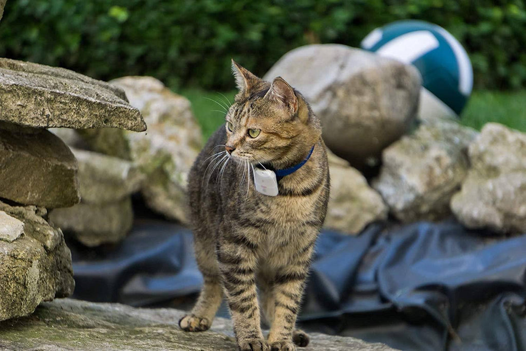 Pet Safety Tracker RF Technology Dog and Cat R106430