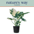 Variegated Alocasia Plant in Growers Pot N117536