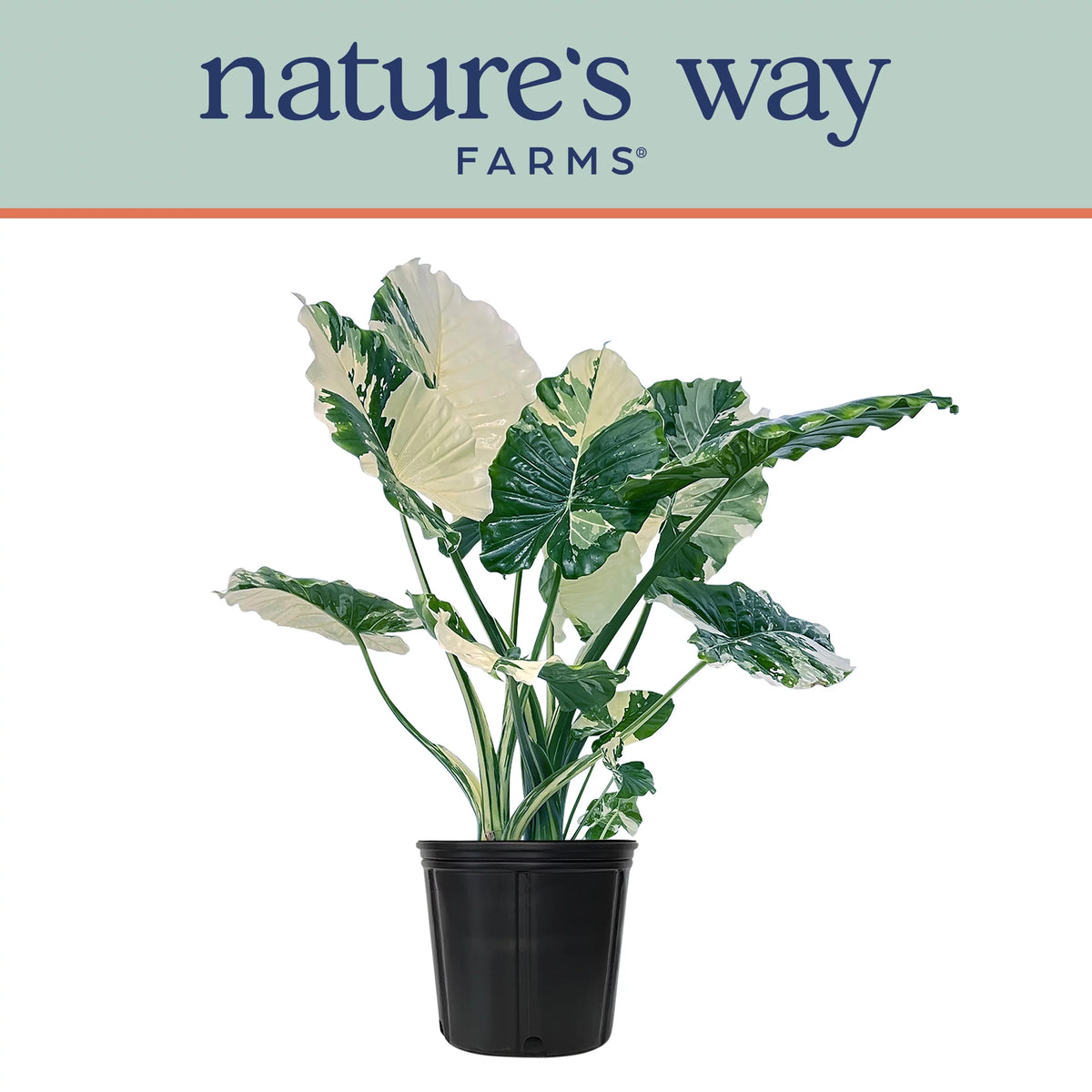 Variegated Alocasia Plant in Growers Pot N117536