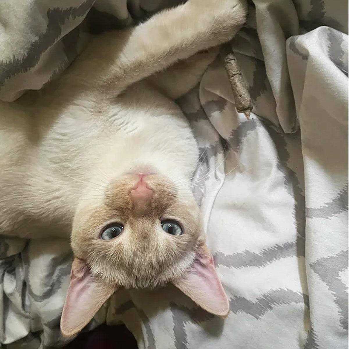 Catnip A7531