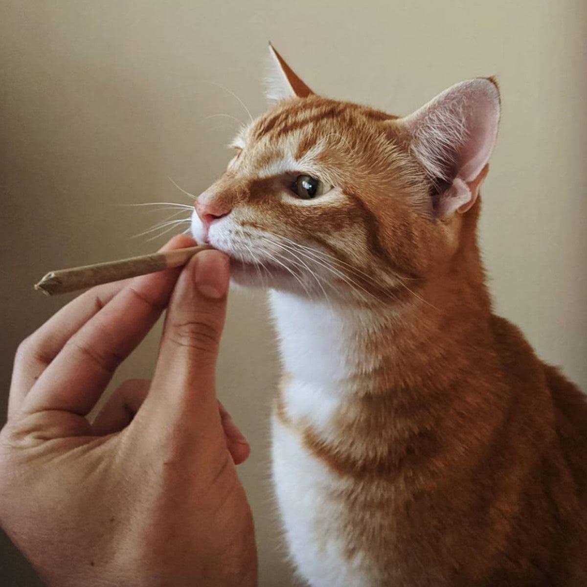 Catnip A7531