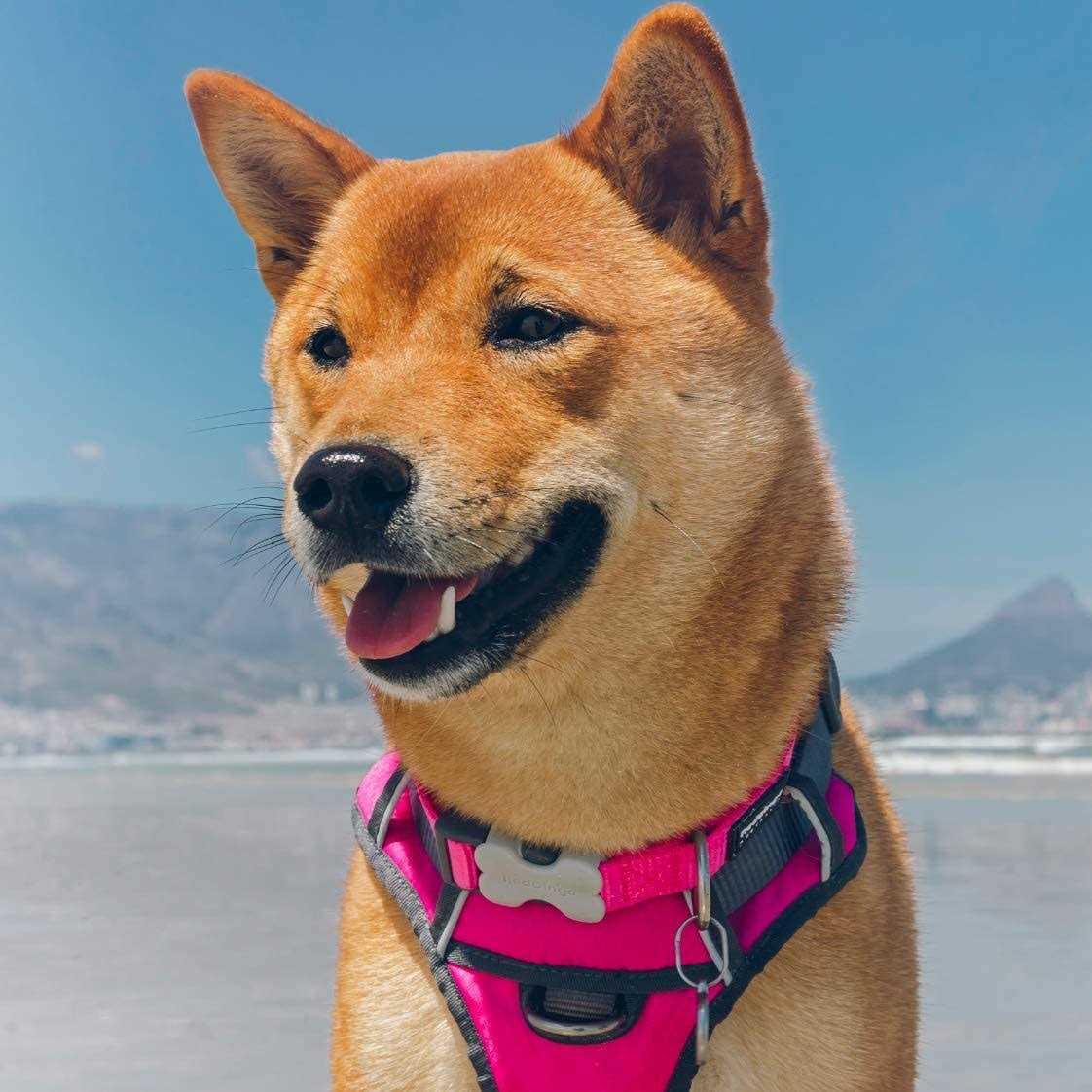 Padded Dog Harness J285