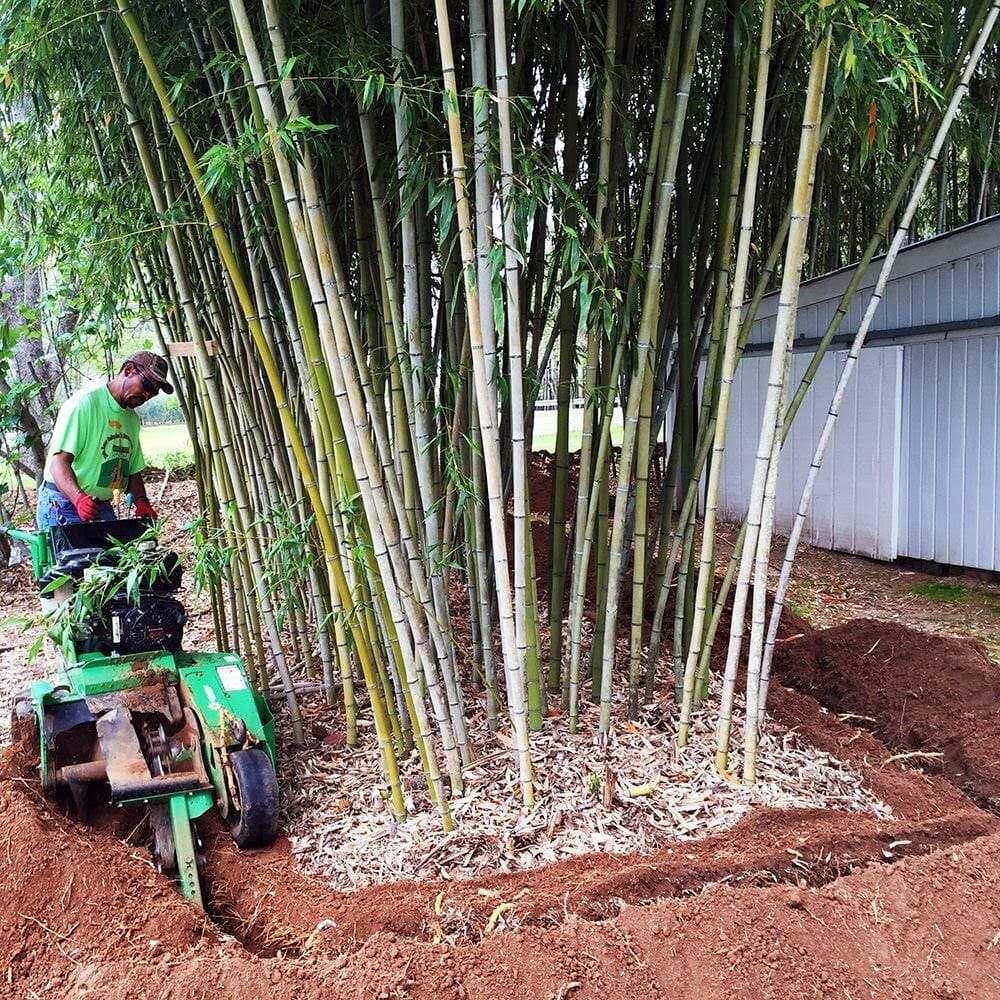 Bamboo Shield 100 Mil Thick 36in Depth 60 Feet M9964
