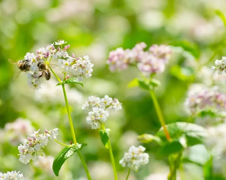 Organic Buckwheat Groats, 25 Pounds U853