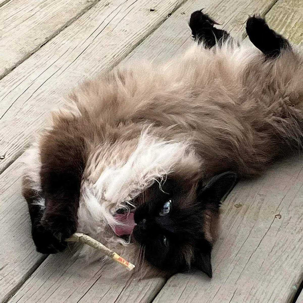 Catnip A7531