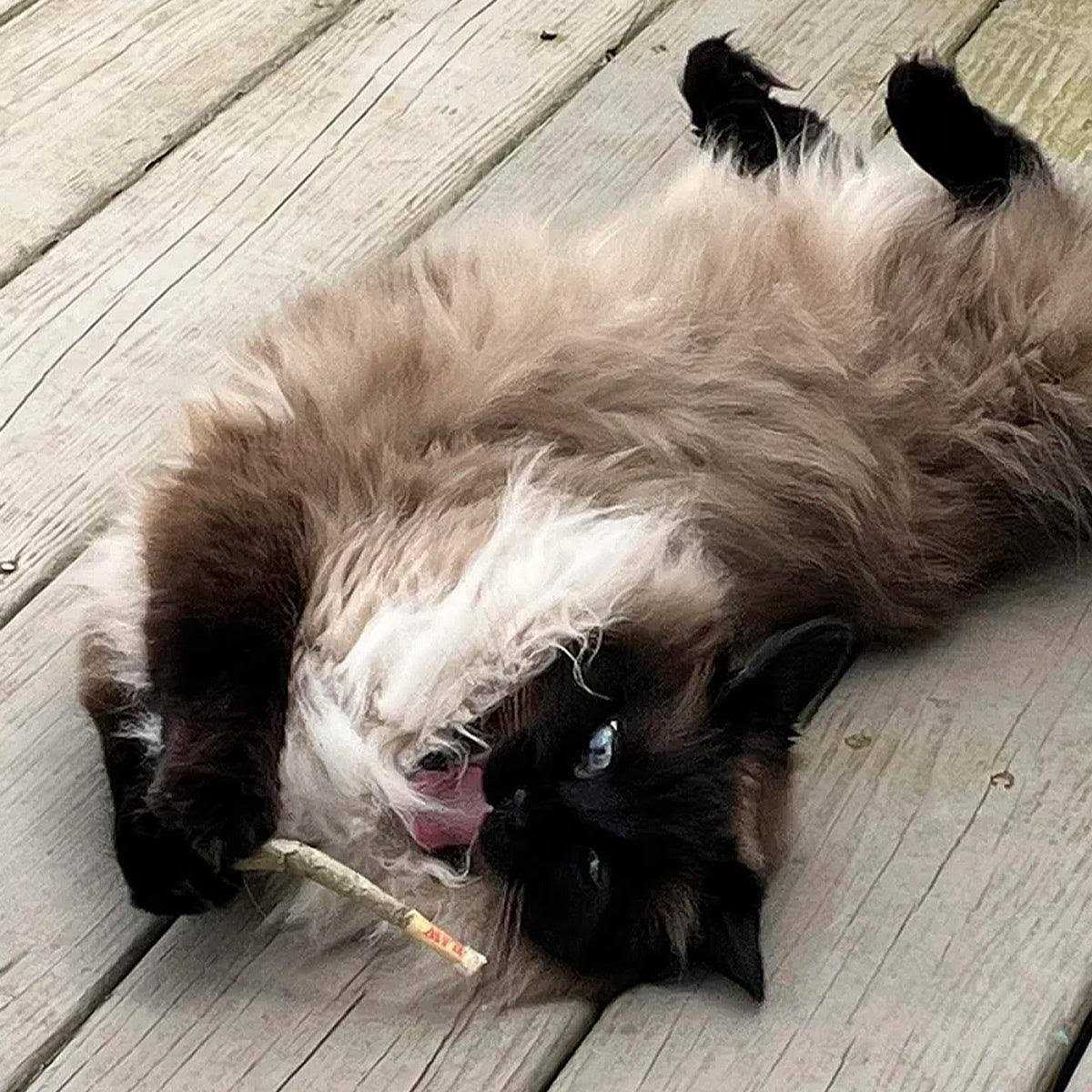 Catnip A7531