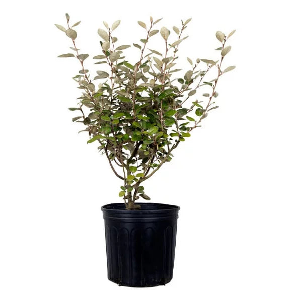 Elaeagnus X Ebbingei 2.5 Gallon A868